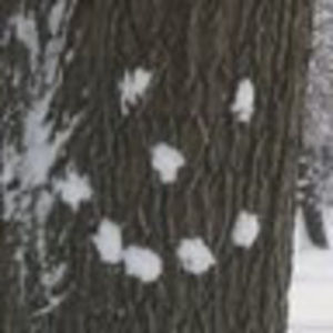 Meet your Posher, Collins